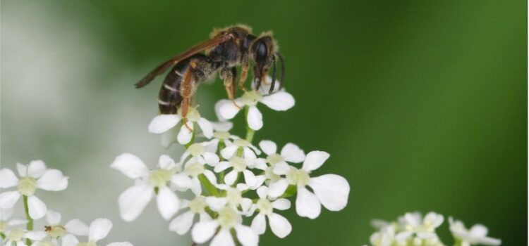 BEESPOKE: Solitary bees of the United Kingdom