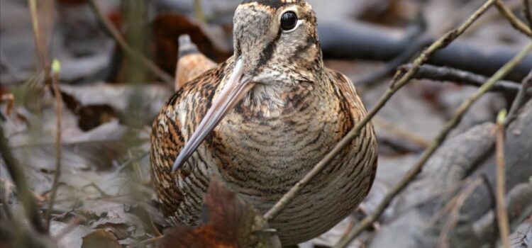 Cornish Woodcock