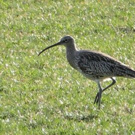 New project gives South Downs curlew a much-needed head start