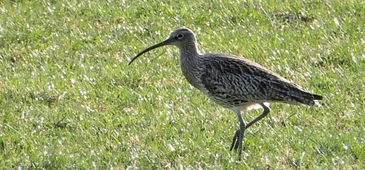 New project gives South Downs curlew a much-needed head start