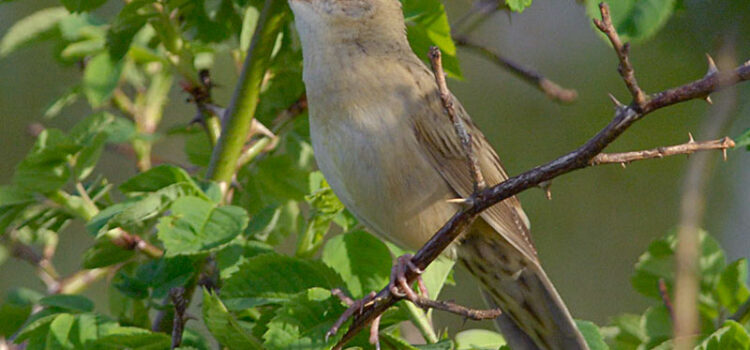 Species Profile: Grasshopper warbler