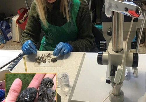 Owl Box Initiative: Barn Owl Pellet Dissection
