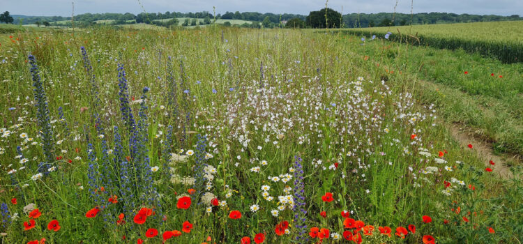 Buzzing endorsement for new wildlife mix: insect numbers boosted by grey partridge conservation measures