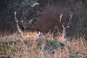 Species Profile: Fallow deer