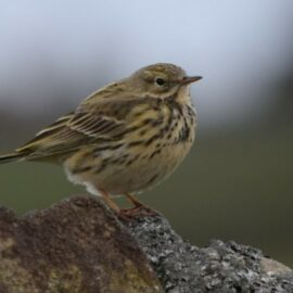Merlin: Is avian prey availability limiting on moorland?