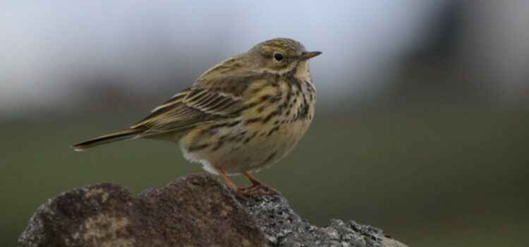 Merlin: Is avian prey availability limiting on moorland?