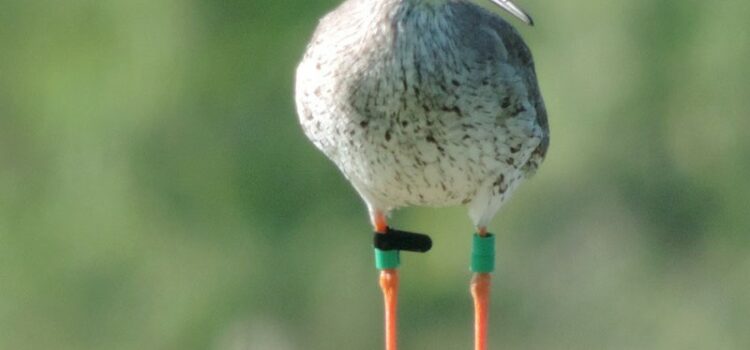 Hampshire redshank’s epic journey to Wales helps scientists understand habits of amber-list species