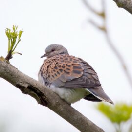 Farmer Clusters providing a lifeline for turtle doves: Our letter to the Evening Standard