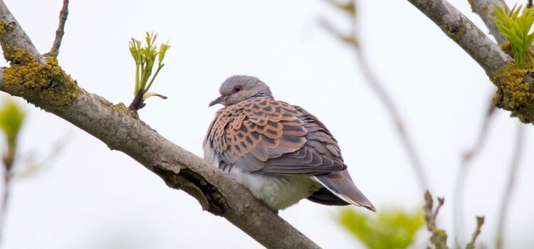 Farmer Clusters providing a lifeline for turtle doves: Our letter to the Evening Standard