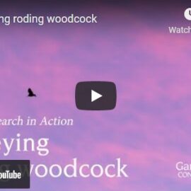 Video: Surveying roding woodcock