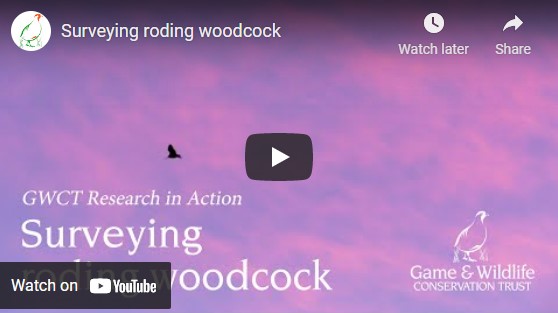 Video: Surveying roding woodcock