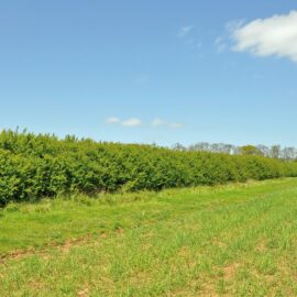Hedgerow Carbon Code: “good news for UK agriculture, climate change and British wildlife”