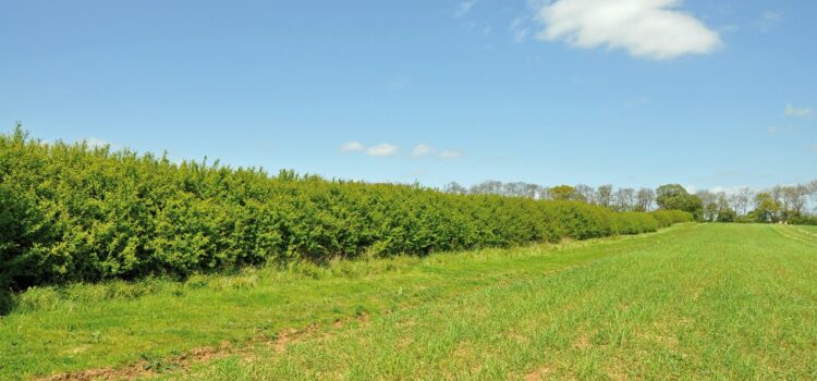 Hedgerow Carbon Code: “good news for UK agriculture, climate change and British wildlife”